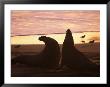 Elephant Seal Bulls, Mirounga Angustirostris, Ca by Robert Franz Limited Edition Pricing Art Print