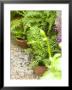 Ferns In Terracotta Containers Surrounded By Pebbles by Mark Bolton Limited Edition Print