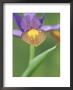 Dutch Iris by Ron Evans Limited Edition Pricing Art Print