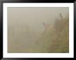 Ireland, Foggy Countryside by Keith Levit Limited Edition Print