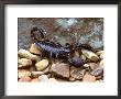 Scorpion by David M. Dennis Limited Edition Pricing Art Print