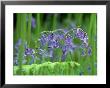 Bluebells, Inverness-Shire, Scotland by Iain Sarjeant Limited Edition Print