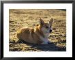 A Corgie On The Beach, Los Angeles, California, United States by Stacy Gold Limited Edition Print