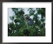 A Great Blue Heron Sits In A Treetop Near A Flock Of Great Egrets by George Grall Limited Edition Print