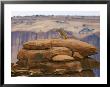 A Mountain Lion Pauses Atop A Cliff Ledge by Norbert Rosing Limited Edition Print