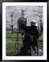 An Artist Paints A Landscape Of Blossoming Japanese Cherry Trees by Stephen St. John Limited Edition Pricing Art Print