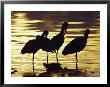 White Ibis, Near Tampa, Fl by Elizabeth Delaney Limited Edition Print