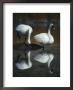 A Pair Of Trumpeter Swans Are Reflected In Shallow Water by Michael S. Quinton Limited Edition Print