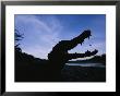 A Black Caiman On The Tuichi River Bank by Joel Sartore Limited Edition Print