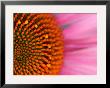 Close-Up Of A Cone Flower In The Summertime, Sammamish, Washington by Darrell Gulin Limited Edition Print