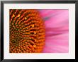 Close-Up Of A Cone Flower In The Summertime, Sammamish, Washington by Darrell Gulin Limited Edition Print