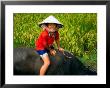 Boy Riding Water Buffalo, Mekong Delta, Vietnam by Keren Su Limited Edition Print