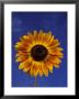 Sunflower And Blue Sky, Sammamish, Washington, Usa by Darrell Gulin Limited Edition Pricing Art Print