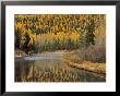 Larch Trees Reflect Into Mcdonald Creek, Glacier National Park, Montana, Usa by Chuck Haney Limited Edition Print