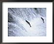 Sockeye Salmon Spawning, Katmai National Park, Ak by Stuart Westmoreland Limited Edition Print