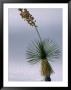 Yucca Plant, State Flower Of New Mexico, White Sands National Monument, New Mexico, Usa by Mark Newman Limited Edition Print