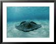 A Southern Stingray, Dasyatis Americana, Lies On A Sandy Sea Floor by Brian J. Skerry Limited Edition Pricing Art Print