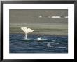 A Beluga Whale Lifts Its Tail From The Water by Norbert Rosing Limited Edition Print