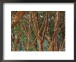 Madrona Trees On The San Juan Islands, Washington, Usa by John & Lisa Merrill Limited Edition Print