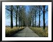 Tree-Lined Country Road In The South-East Region, Poland by Krzysztof Dydynski Limited Edition Print