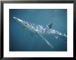 A Blue Shark Swims Through The Sea by Bill Curtsinger Limited Edition Pricing Art Print