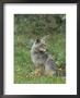 Coyote With Wildflowers by Norbert Rosing Limited Edition Print