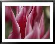 A Close View Of Pink Tulip Petals by Todd Gipstein Limited Edition Print
