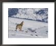 A Coyote Howls While Out On The Snow-Covered Terrain by Tom Murphy Limited Edition Print
