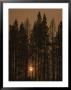The Sun Sets Behind A Smoke-Choked Wood Of Lodgepole Pines by Raymond Gehman Limited Edition Print