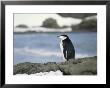 Chinstrap Penguin by Gordon Wiltsie Limited Edition Pricing Art Print