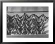 Author Vladimir Nabokov's Butterfly Collection by Carl Mydans Limited Edition Print
