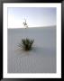 Nm, White Sands Natl Monument, Yucca Plant by Walter Bibikow Limited Edition Print