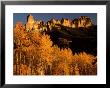 Grove Of Aspen Trees Below Chimney Rock, Colorado by Willard Clay Limited Edition Pricing Art Print