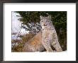 Lynx In Snow by Don Grall Limited Edition Pricing Art Print