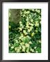 Carpet Of Primroses (Primula Vulgaris) Growing Under Tree Spring by Mark Bolton Limited Edition Print