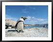 Penguin, Outside Cape Town, South Africa by Jacob Halaska Limited Edition Pricing Art Print