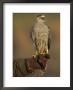 Goshawk, Adult Perched On Falconers Glove, Scotland by Mark Hamblin Limited Edition Print