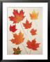 Maple Leaves In Fall by Preston Lyon Limited Edition Pricing Art Print