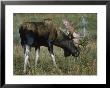 Bull Moose by David White Limited Edition Print