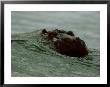 A Hippopotamus (Hippopotamus Amphibius) Nearly Submerged In The Surf by Michael Nichols Limited Edition Print