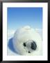 Harp Seal, Phoca Groenlandica Fat White Coat Pup Quebec, Canada by Norbert Rosing Limited Edition Print