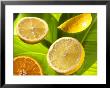 Citrus Fruits On Banana Leaves by Christophe Madamour Limited Edition Print