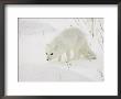 Arctic Fox (Alopex Lagopus) In Snow, Churchill, Manitoba, Canada, North America by James Hager Limited Edition Pricing Art Print