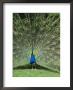 Male Peacock (Pavo Cristatus) Fanning Tail by Walter Rawlings Limited Edition Print
