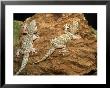 Big Headed Gecko, Male And Female by Andrew Bee Limited Edition Print