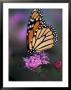 Monarch Butterfly On Northern Blazing Star Flower, New Hampshire, Usa by Jerry & Marcy Monkman Limited Edition Print