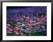 Field Of Wildflowers, Australia by Chris Mellor Limited Edition Print