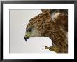 Red Kite by Les Stocker Limited Edition Print