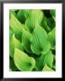 Hosta Nakaiana by Mark Bolton Limited Edition Pricing Art Print