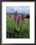 Early Purple Orchid (Orchis Mascula), Arnside Knott, Heathwaite, Cumbria, England by Steve & Ann Toon Limited Edition Print